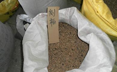 紅油香椿種子 開(kāi)啟“樹(shù)上蔬菜”的種植之旅