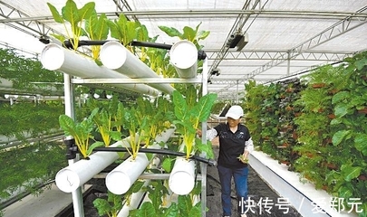 太空種子 神舟十二號的特殊“乘客”，為農業插上科技翅膀